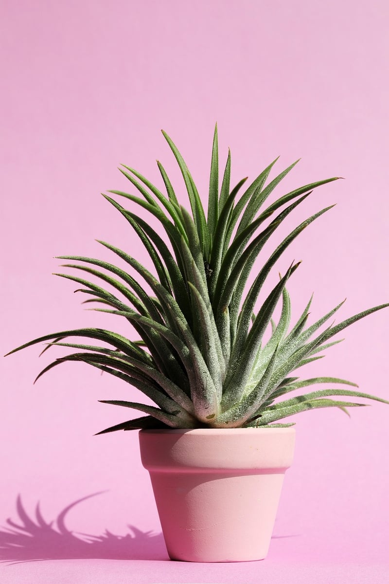 Modern Succulents
