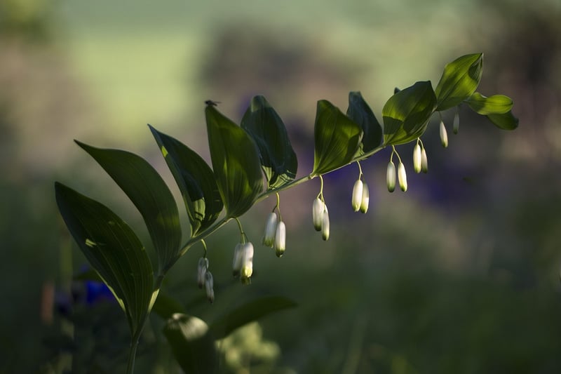 Whimsical Wildflowers